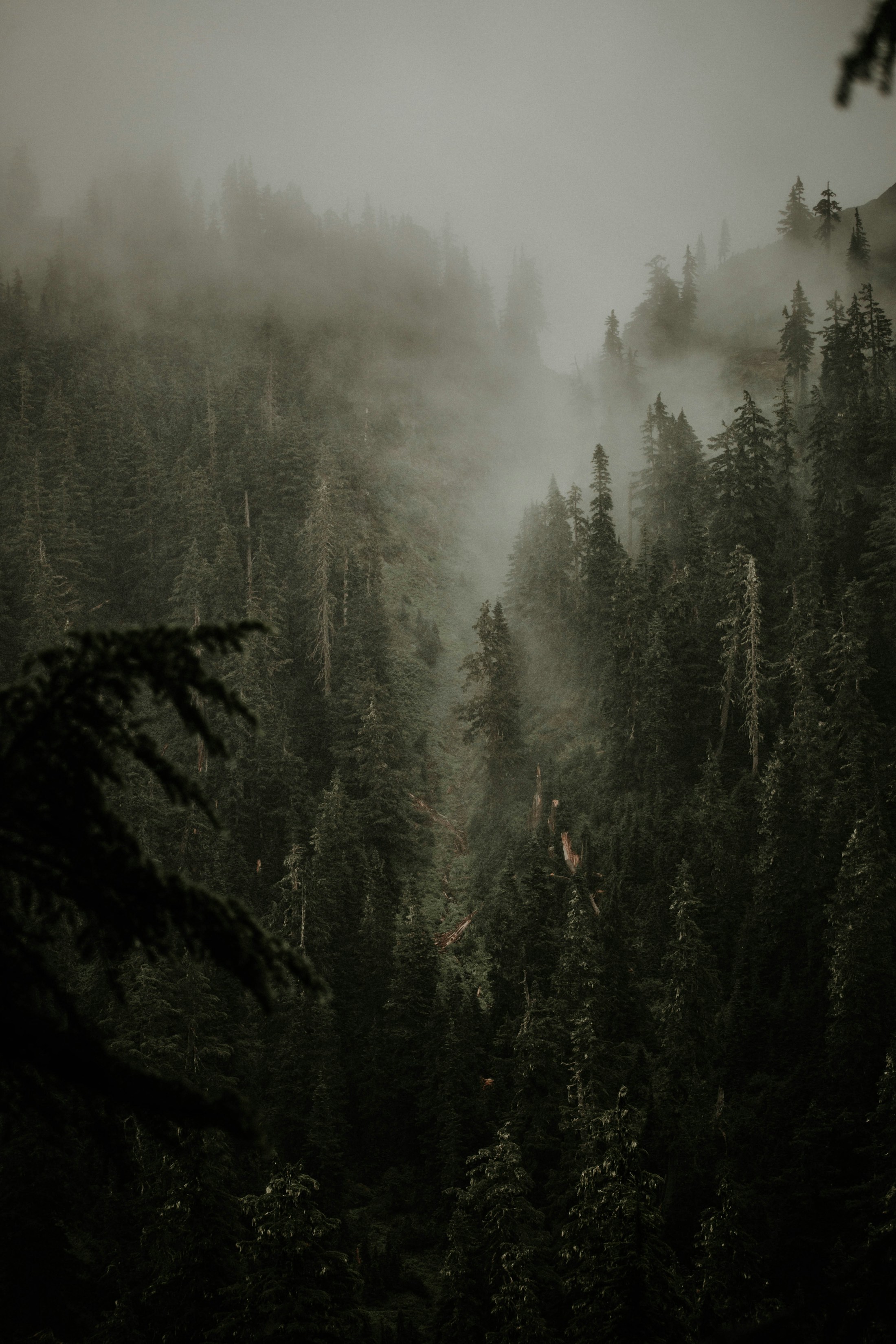 Douglas firs disappearing into fog in the North Cascades